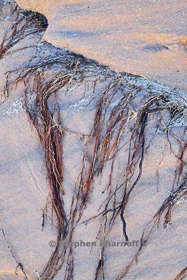 arroyo roots 1 graphic